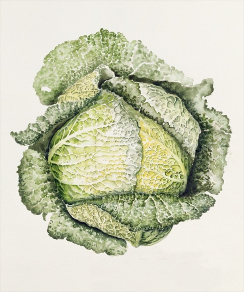 Detail of Savoy Cabbage, 1992 by Alison Cooper