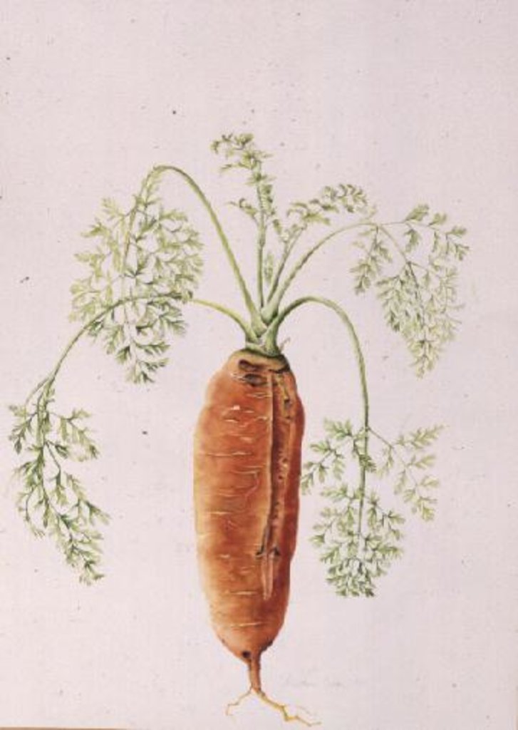 Detail of Carrot from my Garden, 1994 by Alison Cooper