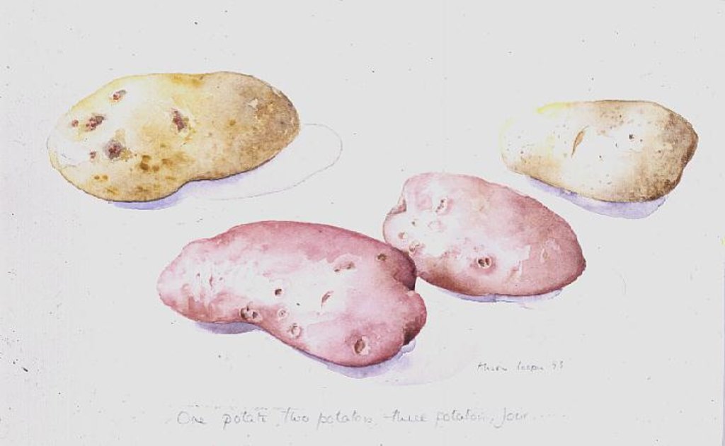 Detail of Potato Study, 1993 by Alison Cooper