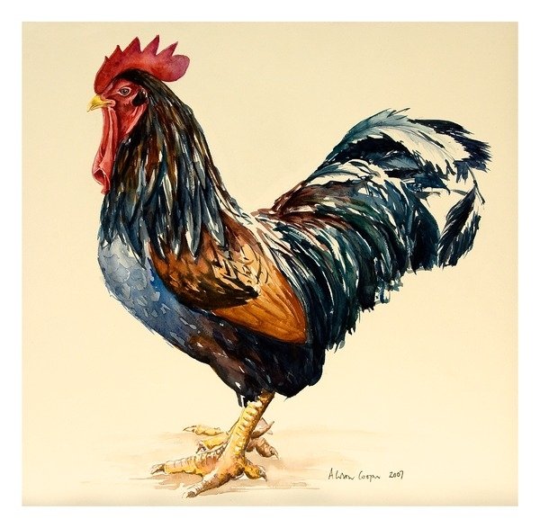 Detail of George's Cockerel, 2007 by Alison Cooper