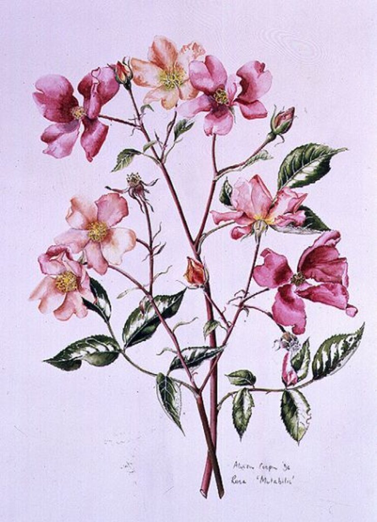 Detail of Rosa 'Mutabilis', 1996 by Alison Cooper