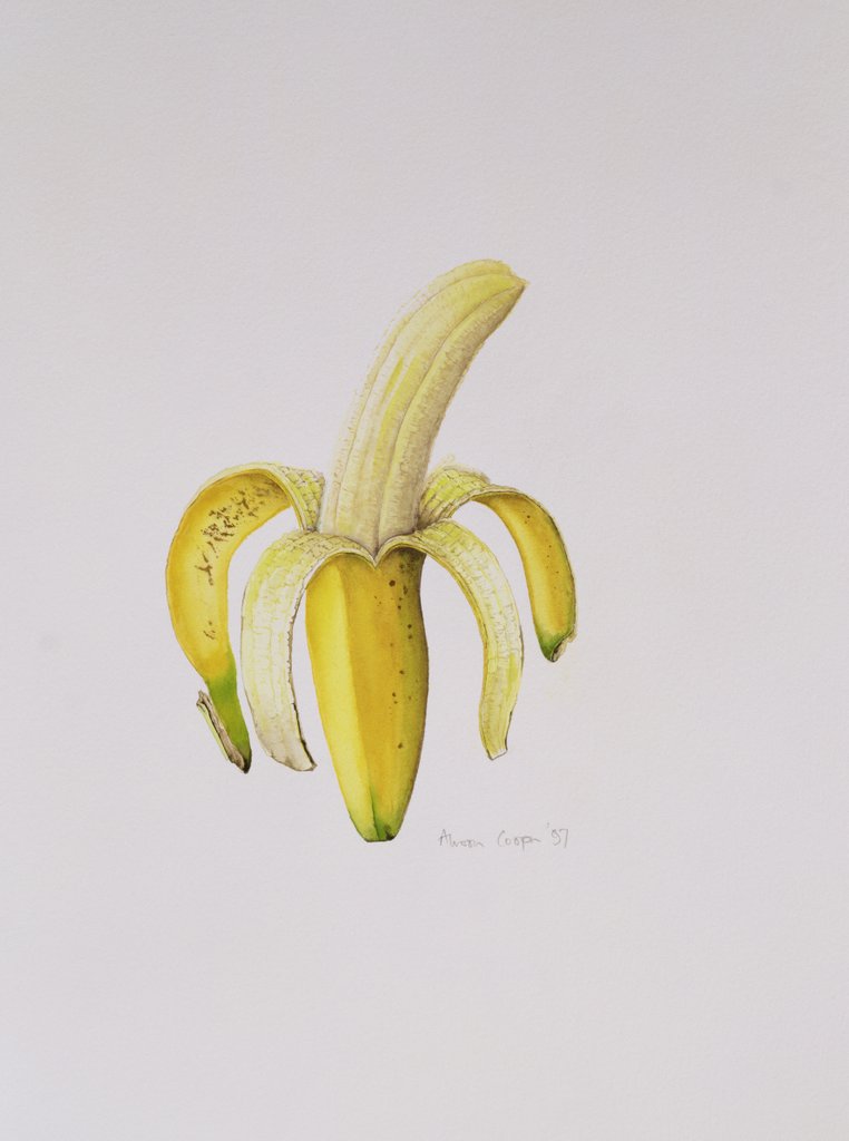 Detail of A Half-peeled Banana, 1997 by Alison Cooper