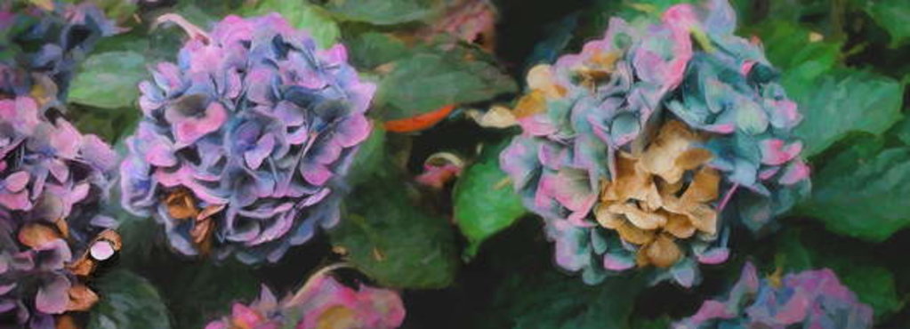 Detail of Hydrangeas, 2018 by Helen White