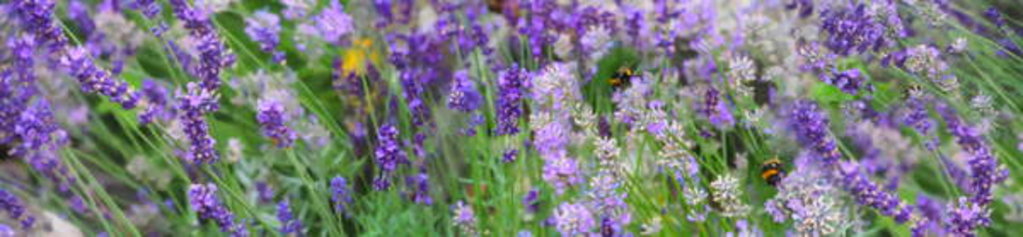 Detail of Lavender Field, 2018 by Helen White