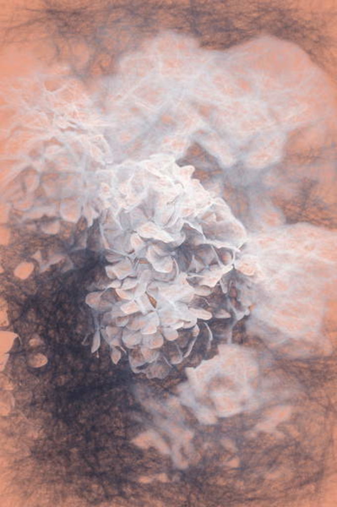 Detail of Pastel Hyrangeas, 2018 by Helen White