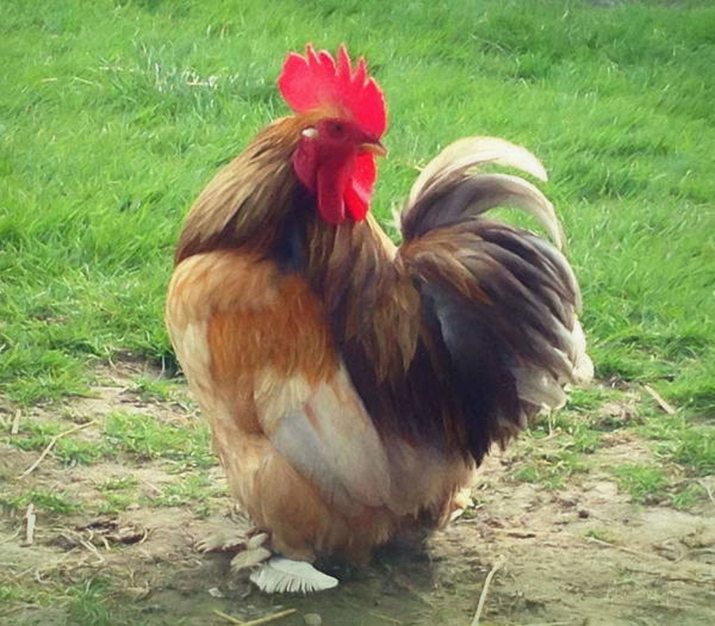 Detail of Proud Cockerel, 2018 by Helen White