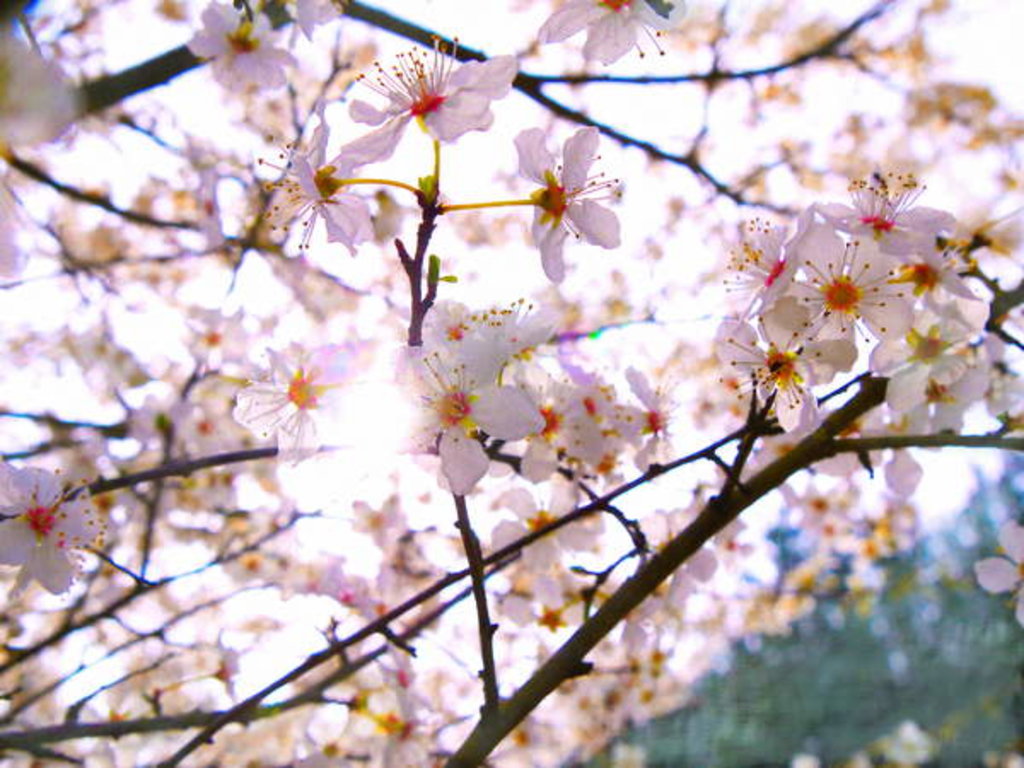 Detail of Spring Blossom, 2018 by Helen White