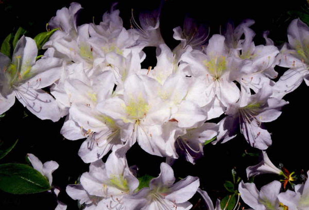 Detail of White Azhalias, 2018 by Helen White