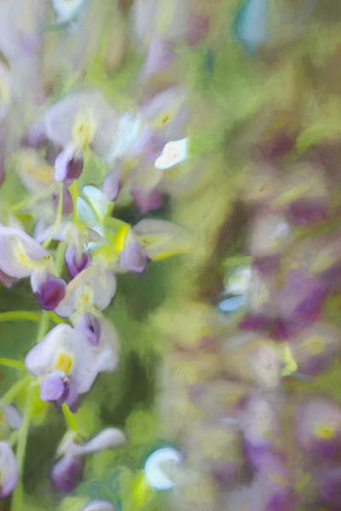 Detail of Under Wisteria, 2018 by Helen White