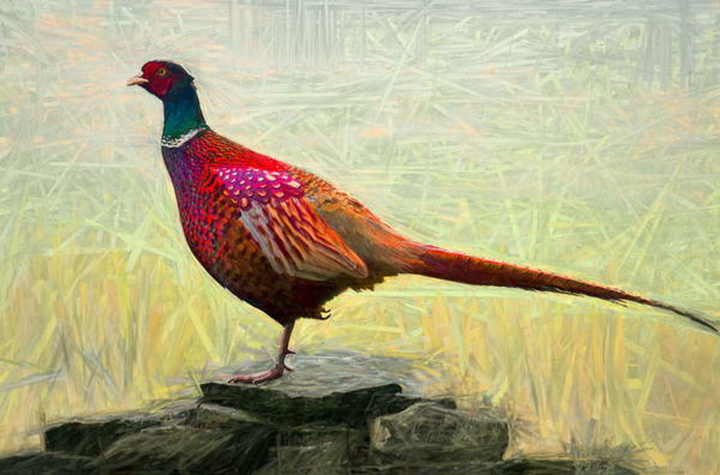Detail of Pleasant Pheasant, 2018 by Helen White