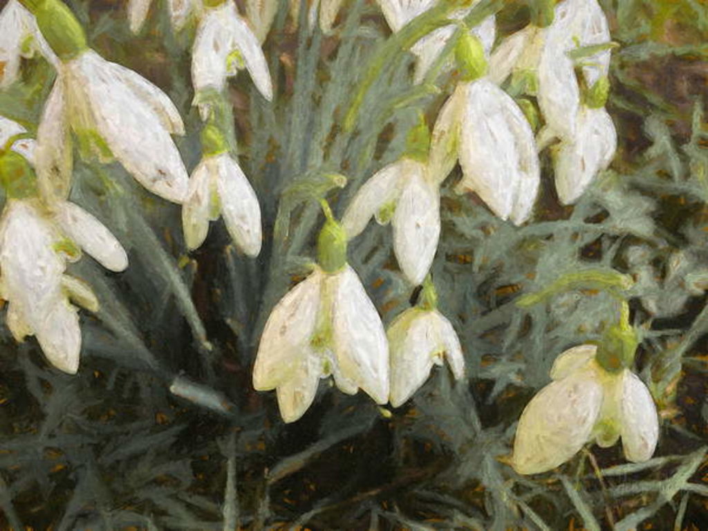 Detail of Snowdrops, 2019 by Helen White