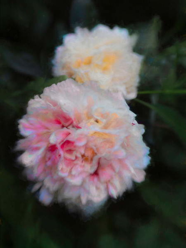 Detail of Summer Peonies, 2018 by Helen White