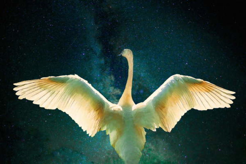 Detail of Cygnus, 2017 by Helen White