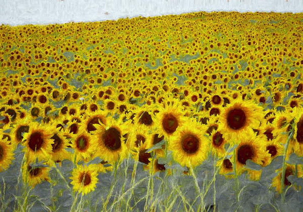 Detail of Sunflower Field, 2019 by Helen White