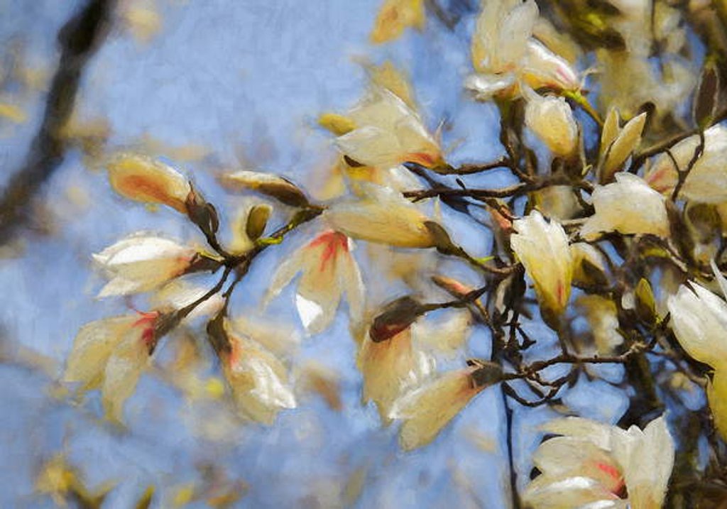 Detail of Blue Sky Magnolia, 2019 by Helen White