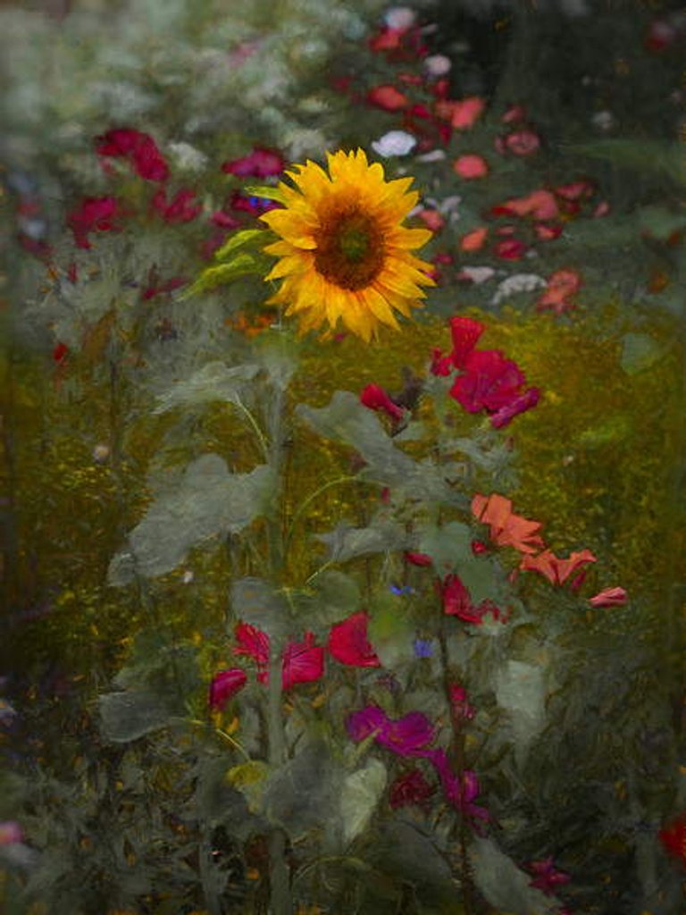 Detail of Sun King, 2019 by Helen White