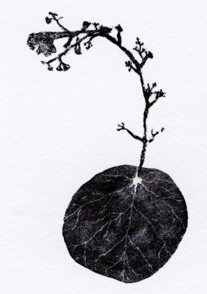 Detail of Lichen Leaf, 2014 by Bella Larsson