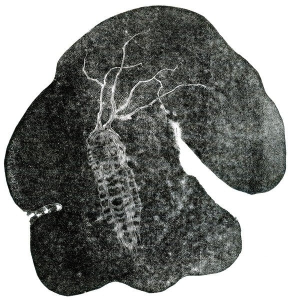 Detail of Entangled, 2014, by Bella Larsson