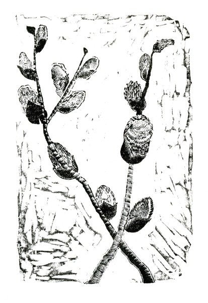 Detail of Sleeping Pussy Willow, 2014 by Bella Larsson