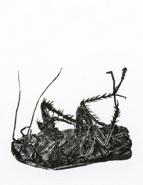 Detail of Dead Cockroach, 2014, by Bella Larsson