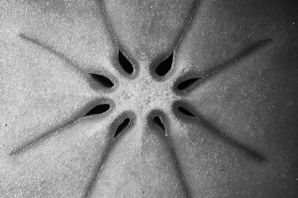 Detail of Persimmon, 2009 by Anonymous