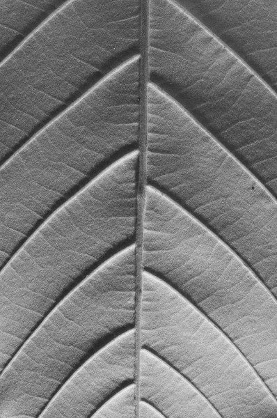 Detail of Chestnut, 2009 by Anonymous