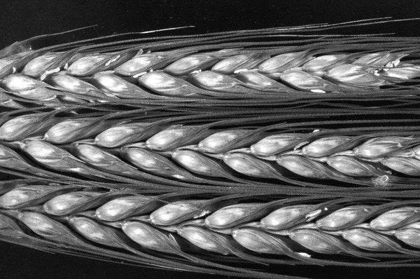 Detail of Grass seed head, 2012 by Anonymous