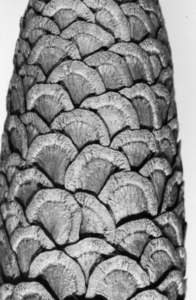 Detail of Milkweed, 2012 by Anonymous