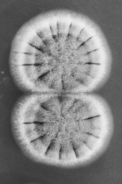 Detail of Fungi, 2013 by Anonymous