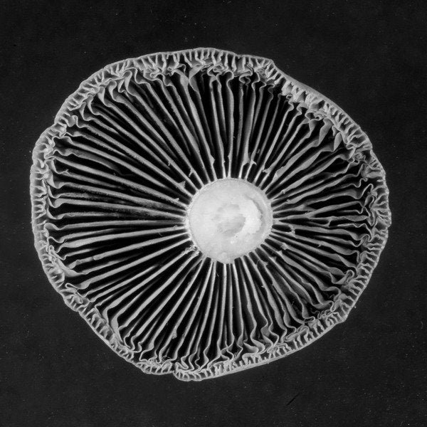 Detail of Fungi, 2015 by Anonymous