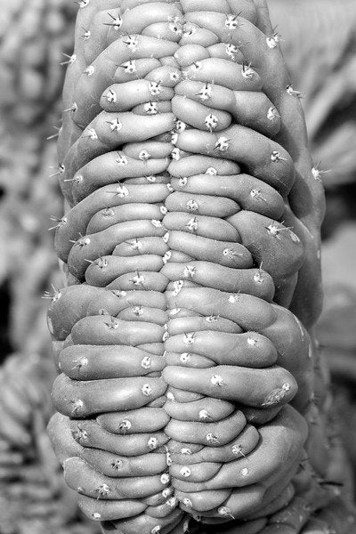 Detail of Succulent, 2015 by Anonymous