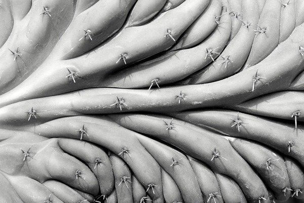 Detail of Succulent 2, 2015 by Anonymous