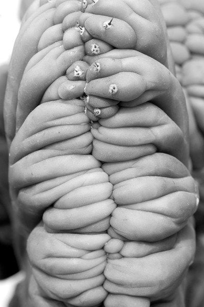 Detail of Succulent 3, 2014 by Anonymous