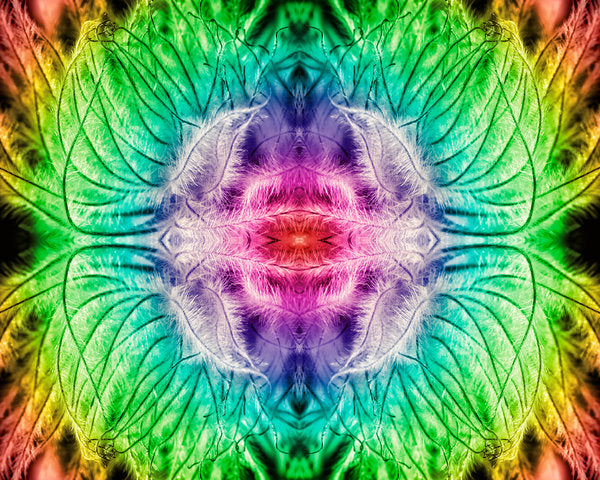 Detail of Rainbowed Plant, 2015 by Ant Smith