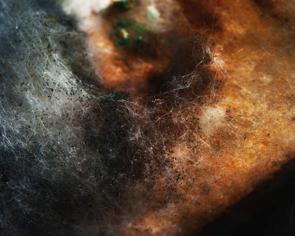 Detail of Other Worlds No 5 - Patterns in Old Food, 2014 by Ant Smith