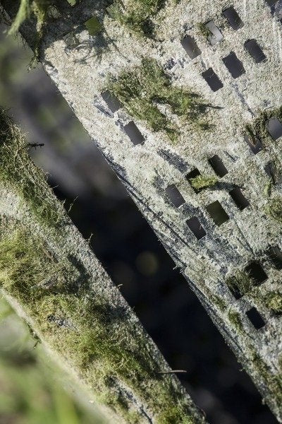 Detail of Algae by K.B. White