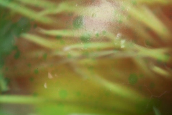 Detail of Nesting by K.B. White