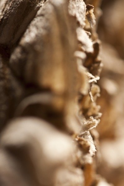 Detail of Wasp Nest by K.B. White
