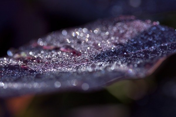 Detail of Purple Leaves by K.B. White