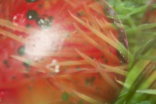 Detail of Nesting II by K.B. White