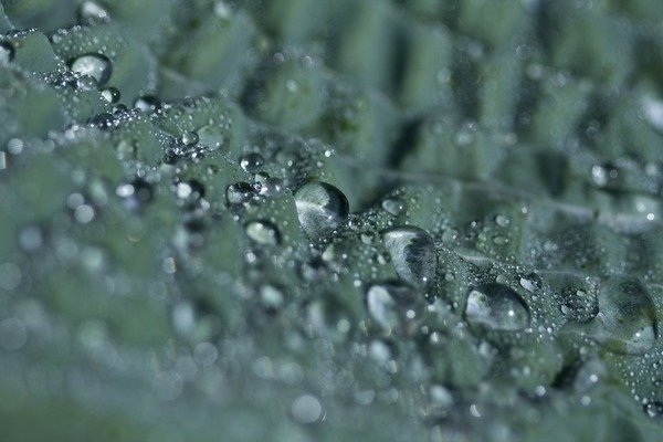 Detail of Morning Freshness by K.B. White