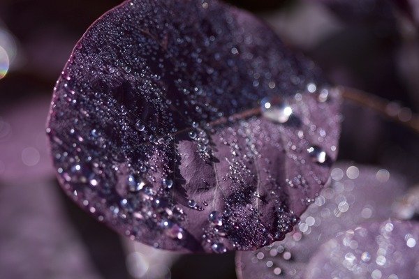 Detail of Purple Leaves III by K.B. White