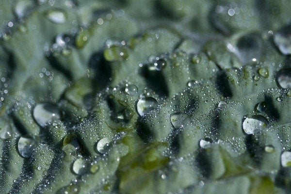 Detail of Morning Freshness II by K.B. White