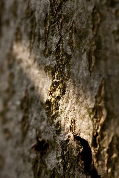 Detail of Bark by K.B. White