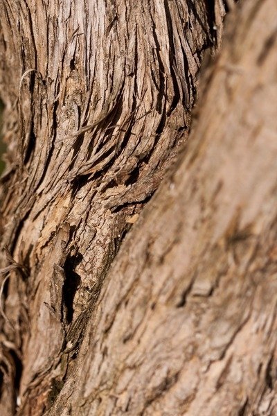 Detail of Driftwood by K.B. White