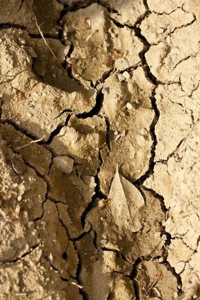 Detail of Dry by K.B. White