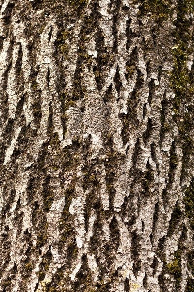 Detail of Bark III by K.B. White