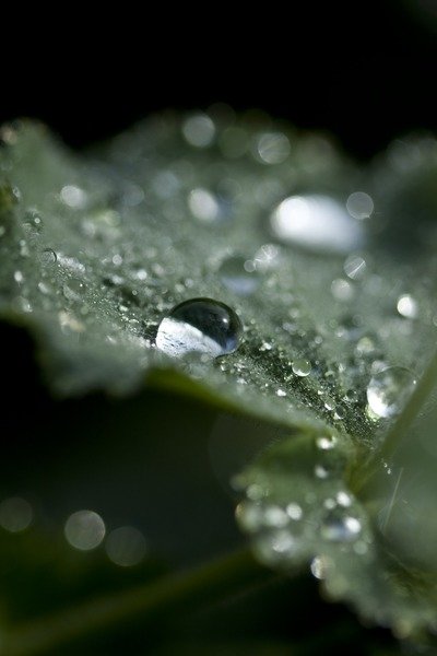 Detail of Drops by K.B. White