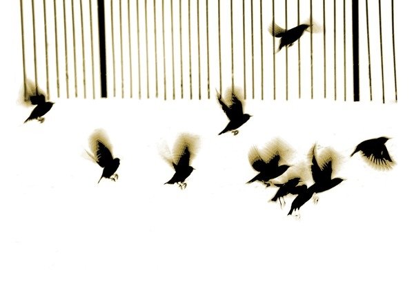 Detail of Starlings, 2003 by Martin Mossop
