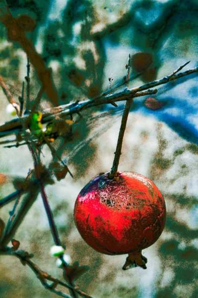 Detail of Jerusalem Pomegranate, 2016 by Joy Lions